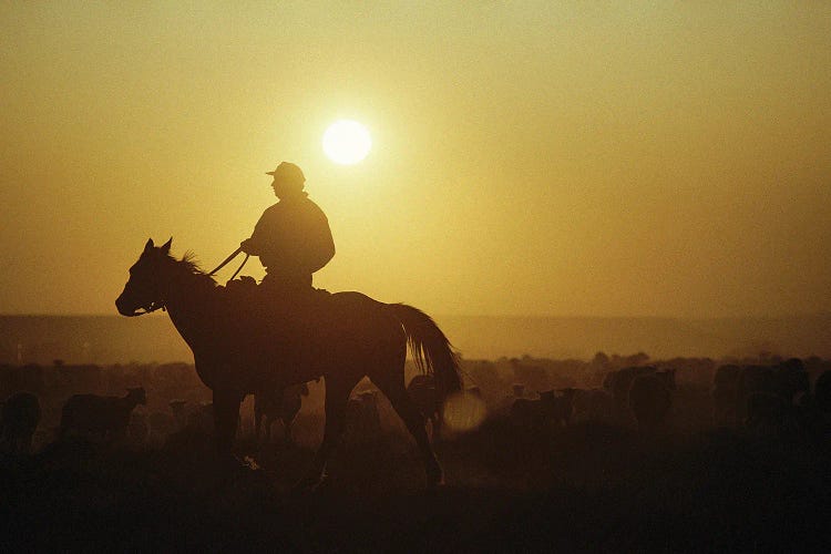 A Rancher Rounds Up Sheep On A Wyoming Farm