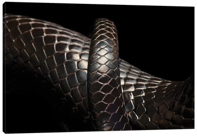 A Rare Eastern Indigo Snake At Toledo Zoo Canvas Art Print - Minimalist Wildlife Photography