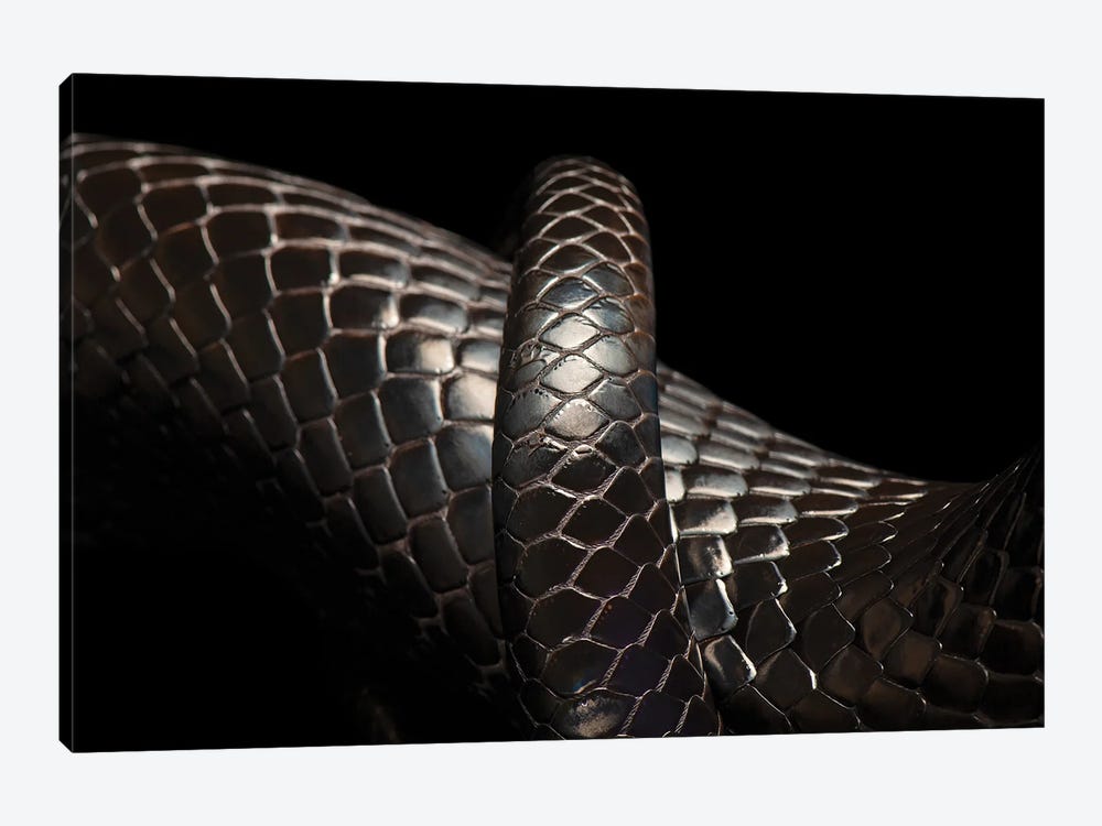 A Rare Eastern Indigo Snake At Toledo Zoo by Joel Sartore 1-piece Canvas Art Print