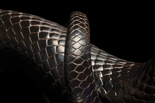 Minimalist Wildlife Photography: A Rare Eastern Indigo Snake At Toledo Zoo by Joel Sartore