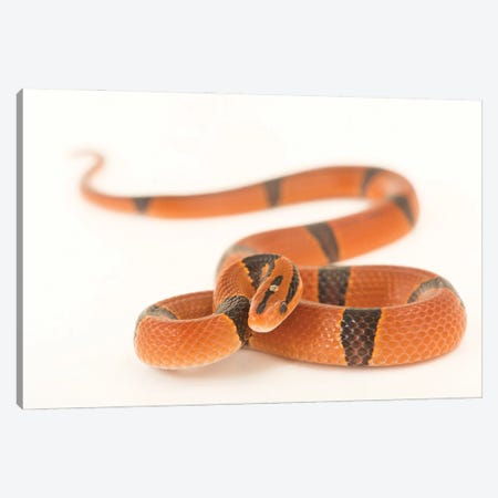 A Red Bamboo Snake From A Private Collection Canvas Print #SRR158} by Joel Sartore Canvas Wall Art