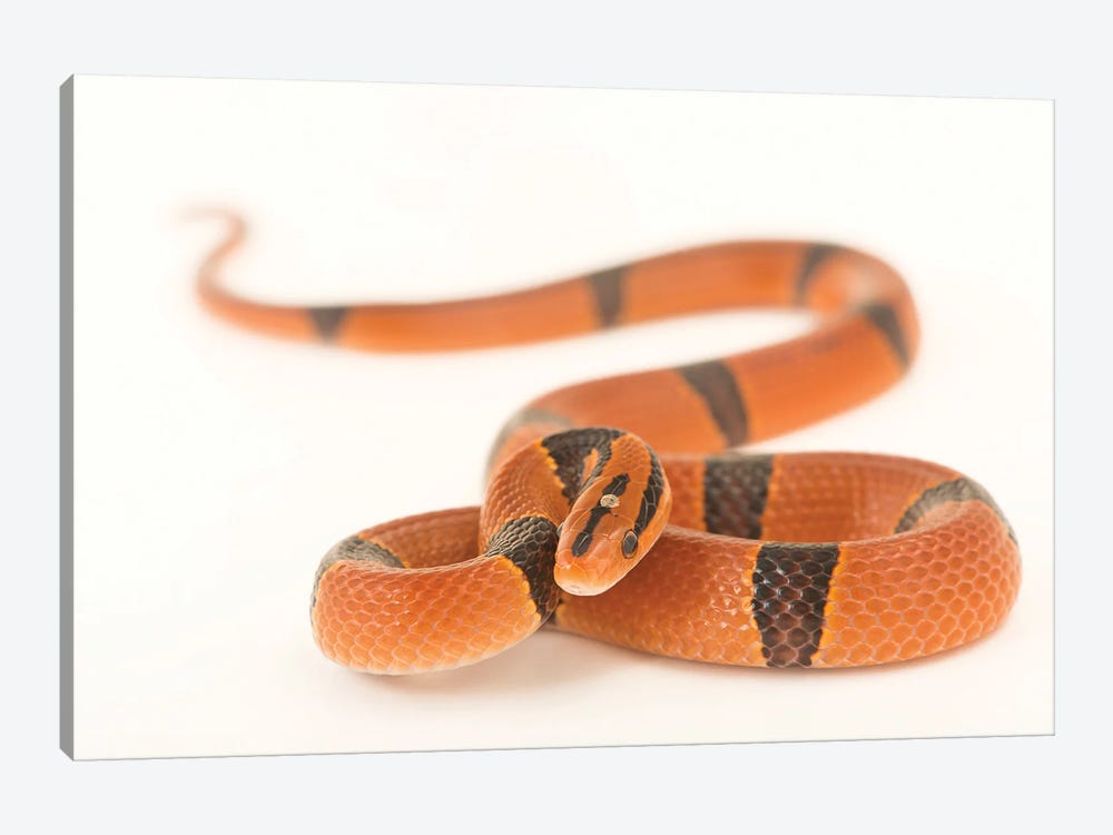 A Red Bamboo Snake From A Private Collection by Joel Sartore 1-piece Canvas Wall Art