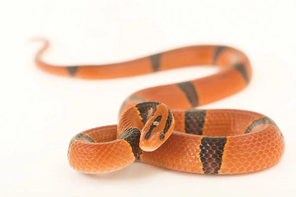 Joel Sartore: A Red Bamboo Snake From A Private Collection by Joel Sartore