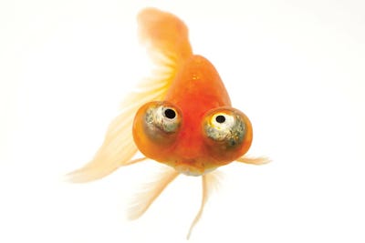 A Red Celestial Eye, A Fancy Breed Of Goldfish At Ocean Park In Hong Kong by Joel Sartore metal wall art
