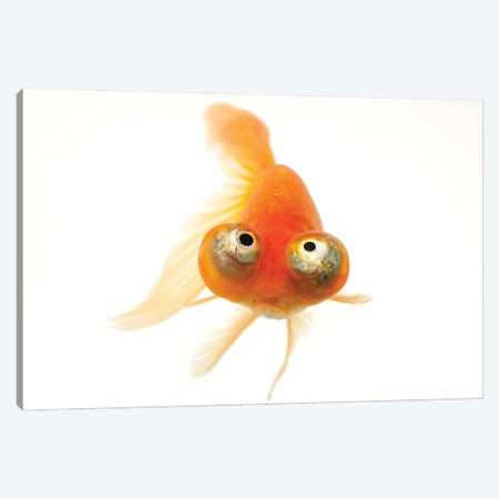 A Red Celestial Eye, A Fancy Breed Of Goldfish At Ocean Park In Hong Kong Canvas Print #SRR159} by Joel Sartore Canvas Wall Art