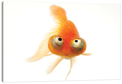 A Red Celestial Eye, A Fancy Breed Of Goldfish At Ocean Park In Hong Kong Canvas Art Print - Goldfish Art