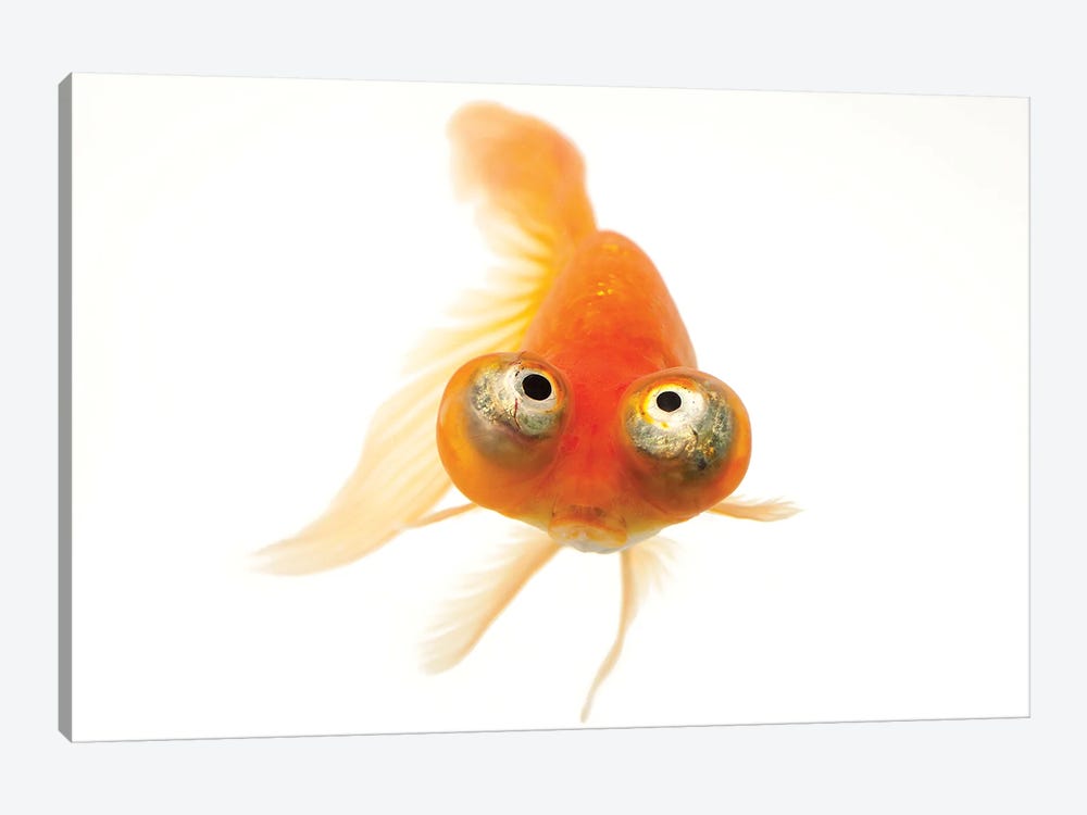 A Red Celestial Eye, A Fancy Breed Of Goldfish At Ocean Park In Hong Kong by Joel Sartore 1-piece Canvas Art Print