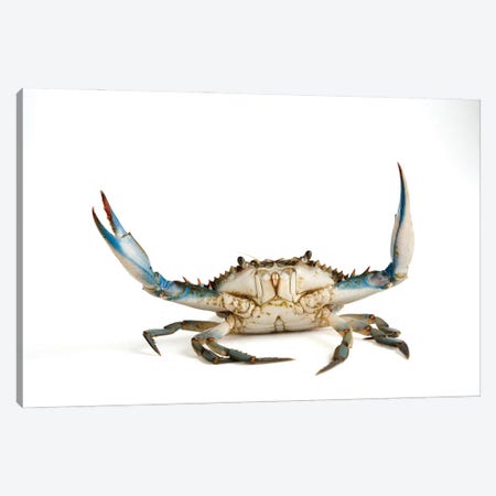 A Blue Crab Canvas Print #SRR15} by Joel Sartore Canvas Print