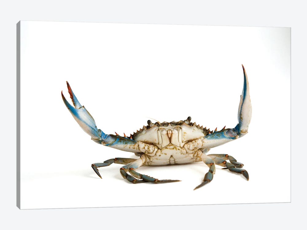 A Blue Crab by Joel Sartore 1-piece Canvas Wall Art
