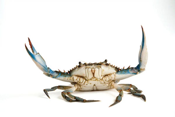 Joel Sartore: A Blue Crab by Joel Sartore