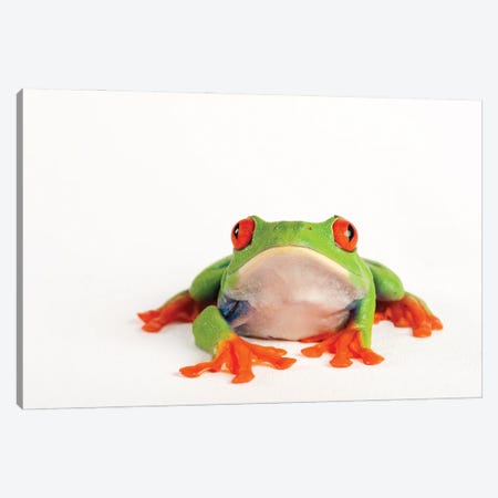 A Red Eyed Tree Frog From A Private Collection Canvas Print #SRR160} by Joel Sartore Canvas Art Print