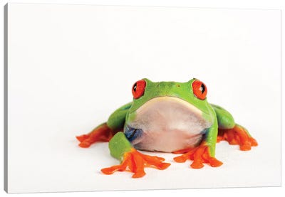 A Red Eyed Tree Frog From A Private Collection Canvas Art Print - Joel Sartore