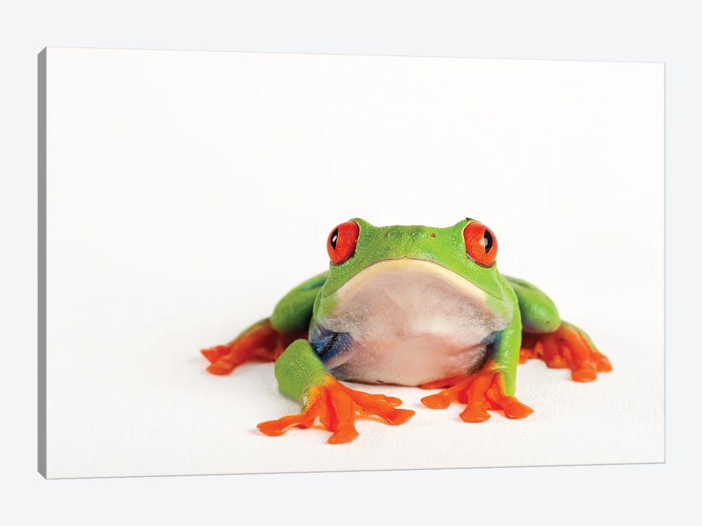 A Red Eyed Tree Frog From A Private Collection by Joel Sartore 1-piece Canvas Art Print