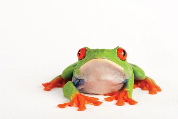 Joel Sartore: A Red Eyed Tree Frog From A Private Collection by Joel Sartore