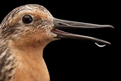A Red Knot A Bird Species In Rapid Population Decline by Joel Sartore art print