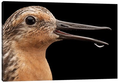 A Red Knot A Bird Species In Rapid Population Decline Canvas Art Print - Joel Sartore
