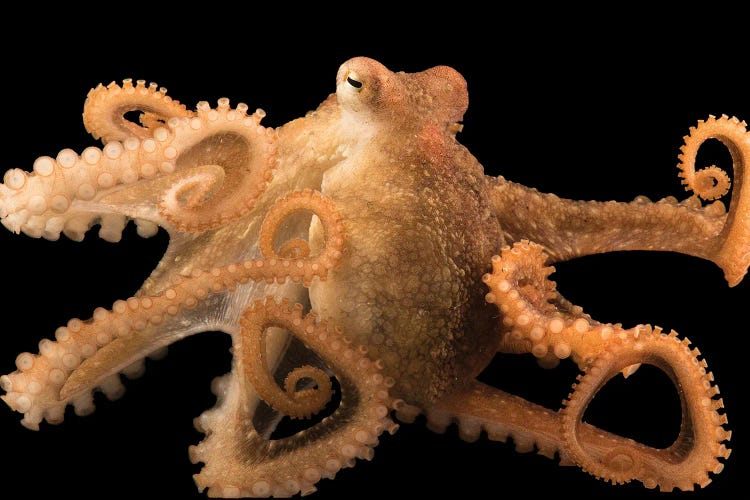 A Red Octopus At Aquarium Of The Pacific