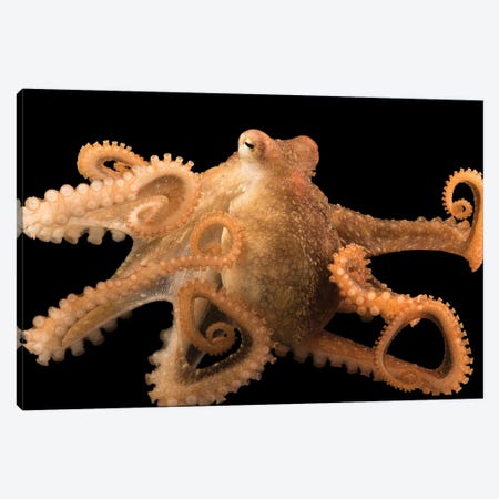 A Red Octopus At Aquarium Of The Pacific Canvas Print #SRR163} by Joel Sartore Canvas Art Print