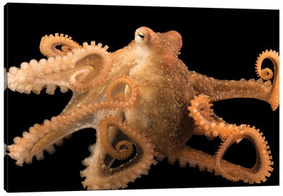 A Red Octopus At Aquarium Of The Pacific Canvas Art Print - Joel Sartore