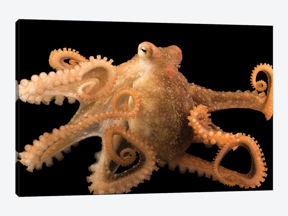 A Red Octopus At Aquarium Of The Pacific by Joel Sartore 1-piece Canvas Wall Art