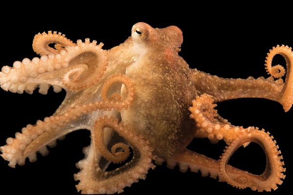 A Red Octopus At Aquarium Of The Pacific