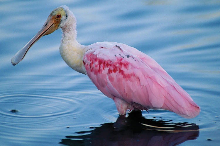 A Roseate Spoonbill Wading In Shallow Water