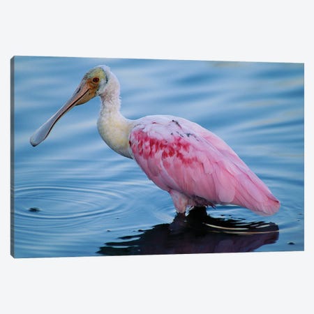 A Roseate Spoonbill Wading In Shallow Water Canvas Print #SRR164} by Joel Sartore Canvas Wall Art