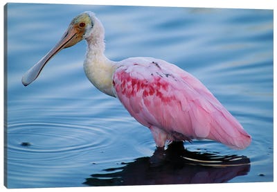 A Roseate Spoonbill Wading In Shallow Water Canvas Art Print