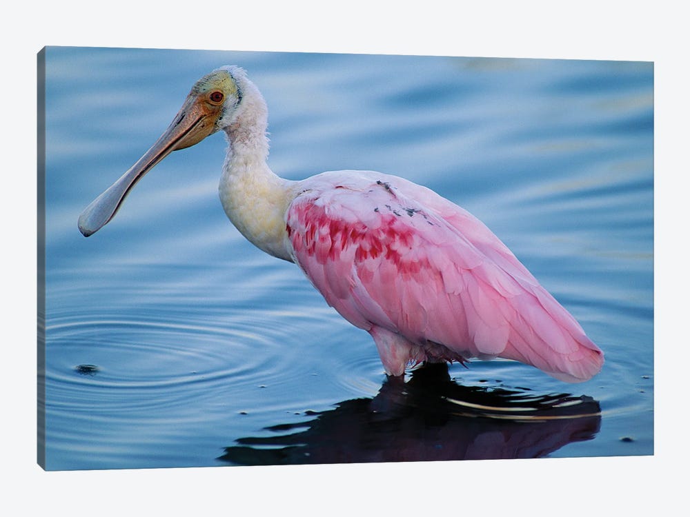 A Roseate Spoonbill Wading In Shallow Water by Joel Sartore 1-piece Art Print