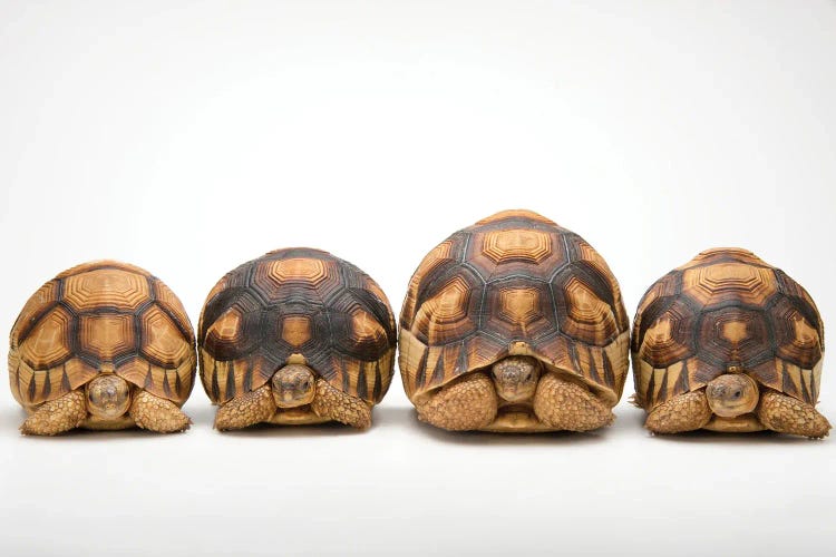 A Row Of Critically Endangered Ploughshare Tortoises At Zoo Atlanta