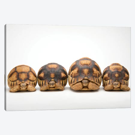 A Row Of Critically Endangered Ploughshare Tortoises At Zoo Atlanta Canvas Print #SRR165} by Joel Sartore Canvas Wall Art