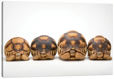 A Row Of Critically Endangered Ploughshare Tortoises At Zoo Atlanta Canvas Art Print - Joel Sartore