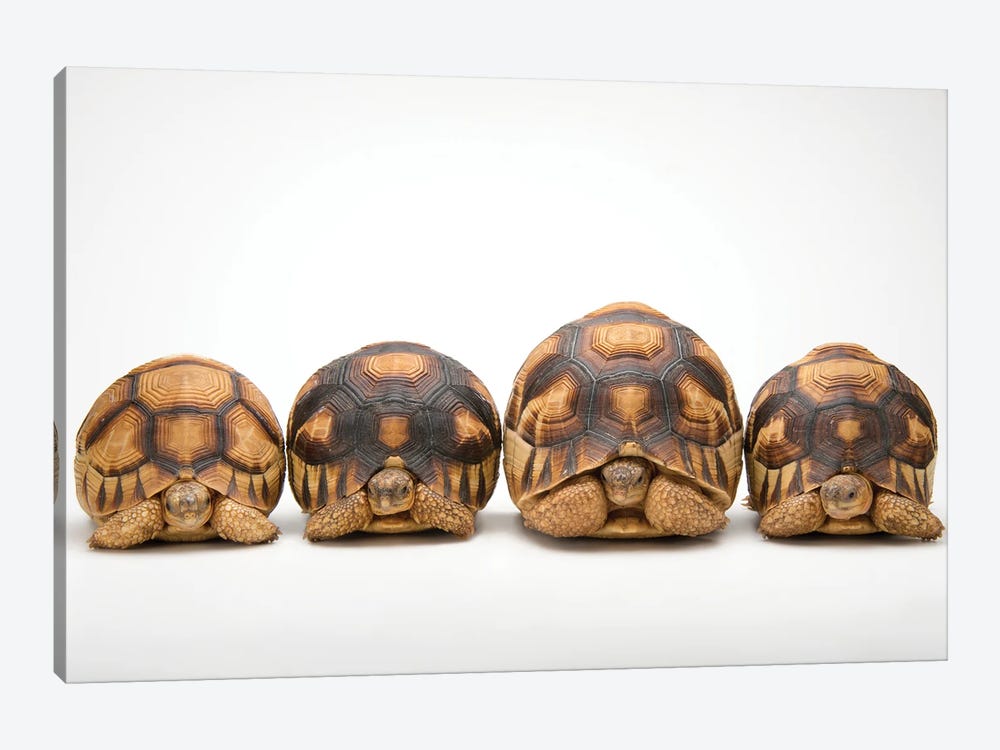 A Row Of Critically Endangered Ploughshare Tortoises At Zoo Atlanta by Joel Sartore 1-piece Canvas Artwork