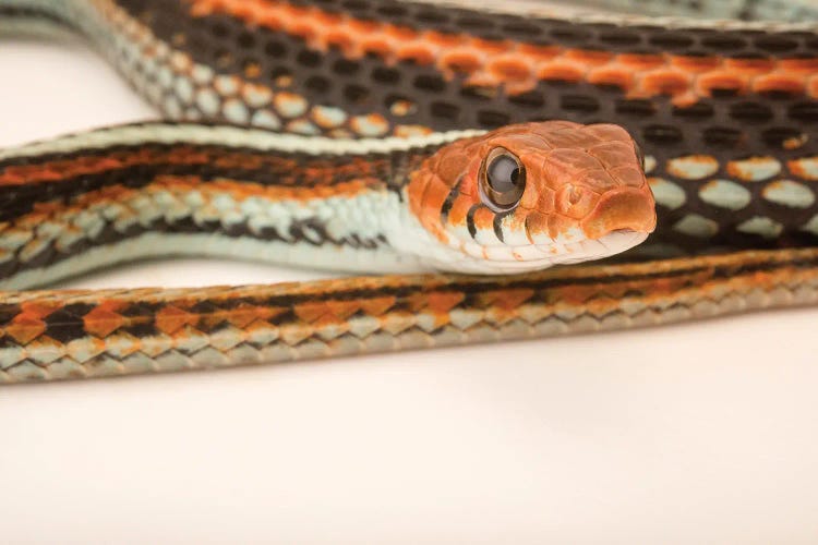 A San Francisco Garter Snake At The Exmoor Zoo