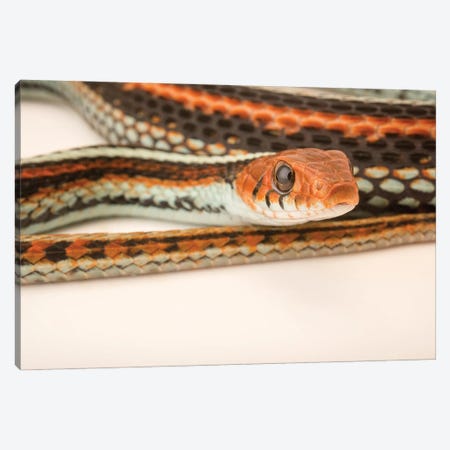 A San Francisco Garter Snake At The Exmoor Zoo Canvas Print #SRR167} by Joel Sartore Canvas Wall Art