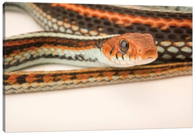 A San Francisco Garter Snake At The Exmoor Zoo Canvas Art Print - Joel Sartore
