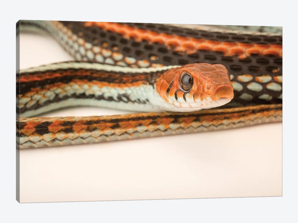 A San Francisco Garter Snake At The Exmoor Zoo by Joel Sartore 1-piece Canvas Artwork