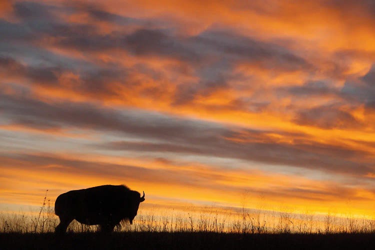 A Silhouette Of A Bison At Sunset Near Valentine, Nebraska