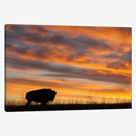 A Silhouette Of A Bison At Sunset Near Valentine, Nebraska Canvas Print #SRR168} by Joel Sartore Art Print