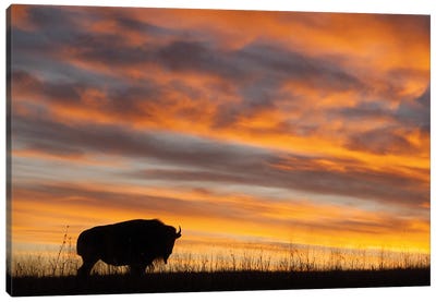 A Silhouette Of A Bison At Sunset Near Valentine, Nebraska Canvas Art Print - Nebraska Art