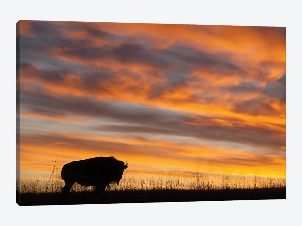 A Silhouette Of A Bison At Sunset Near Valentine, Nebraska by Joel Sartore 1-piece Canvas Art Print