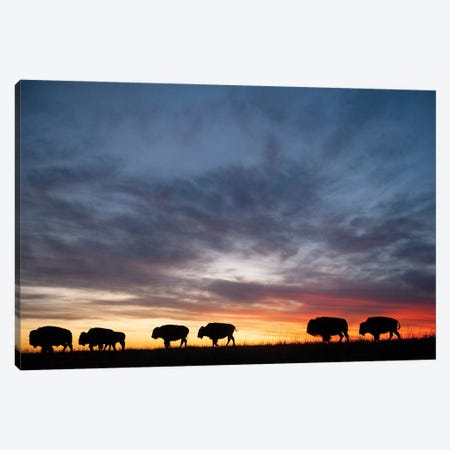 A Silhouette Of A Herd Of Bison And Sunset Near Valentine, Nebraska Canvas Print #SRR169} by Joel Sartore Art Print