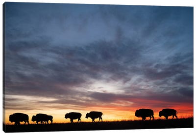 A Silhouette Of A Herd Of Bison And Sunset Near Valentine, Nebraska Canvas Art Print - Nebraska Art
