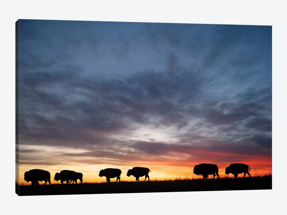 A Silhouette Of A Herd Of Bison And Sunset Near Valentine, Nebraska by Joel Sartore 1-piece Canvas Artwork
