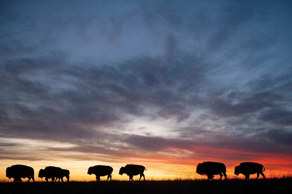 Joel Sartore: A Silhouette Of A Herd Of Bison And Sunset Near Valentine, Nebraska by Joel Sartore