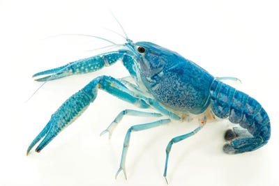 Crayfish