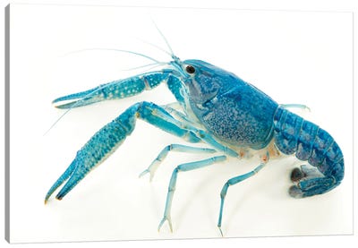 A Blue Crayfish At Aquarium Du Palais De La Porte Doree Canvas Art Print