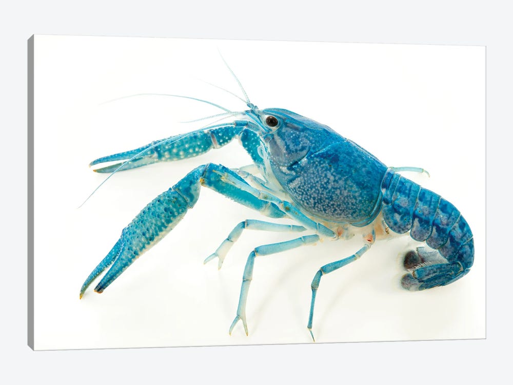A Blue Crayfish At Aquarium Du Palais De La Porte Doree by Joel Sartore 1-piece Art Print