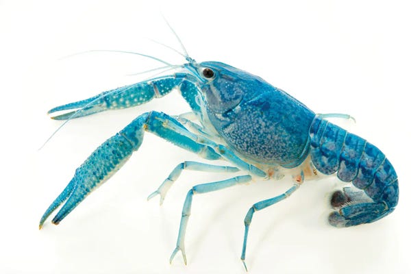Joel Sartore: A Blue Crayfish At Aquarium Du Palais De La Porte Doree by Joel Sartore