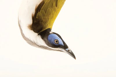 A Blue Faced Honeyeater At The Plzen Zoo by Joel Sartore framed wall art